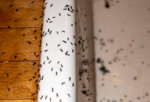 Best Termite Control Services  in Erie, CO