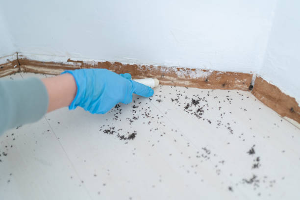Best Affordable Pest Control Services  in Erie, CO